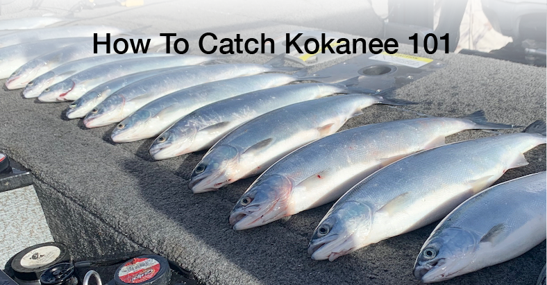 Spring Kokanee  Fishing with Rod 